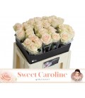 Rose Sweet Caroline 50 cm