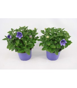 Platycodon astra blue pot 17