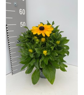 Rudbeckia sunbeck pot 21