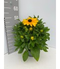 Rudbeckia sunbeck pot 21