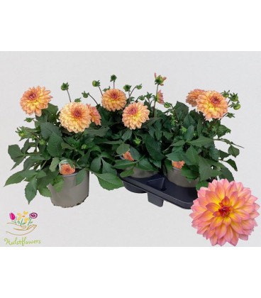 Dahlia Garden Peach pot 19