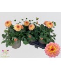 Dahlia Garden Peach pot 19