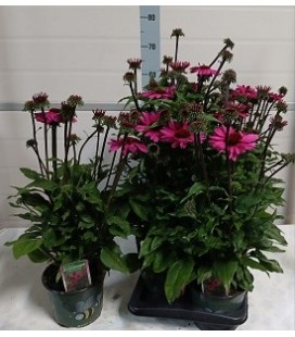 Echinacea baja pot 17