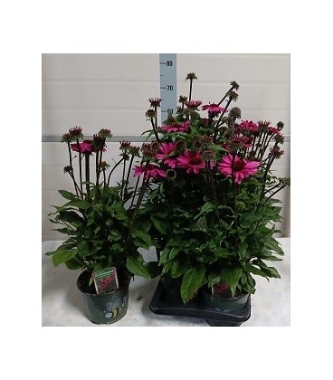Echinacea baja pot 17
