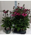 Echinacea baja pot 17