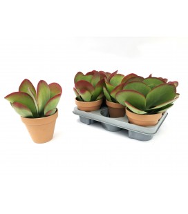 Kalankoe Thyrsiflora pot 13