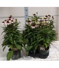 Echinacae blanc meditation pot 17