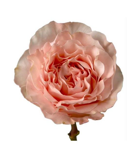 Rose Equat Princes crown 50 cmx25