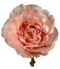 Rose Equat Princes crown 50 cmx25