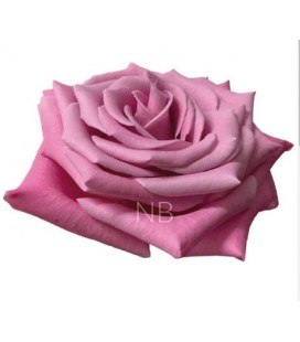 Rose Equat Babbaloo 60 cm x 25