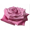 Rose Equat Babbaloo 60 cm x 25