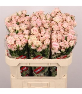 Rose Branchue Sweet Porcelina 70 cm