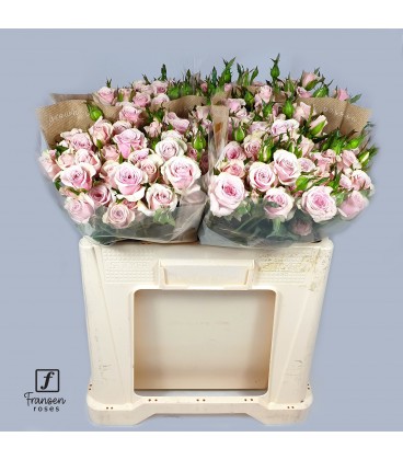 Rose Branchue Leila 50 cm
