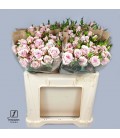 Rose Branchue Leila 40 cm