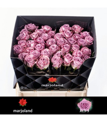 Rose Nayeli 60 cm