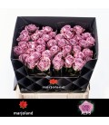 Rose Nayeli 55 cm