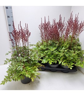 Astilbe Red sentine Ø 17 h 75