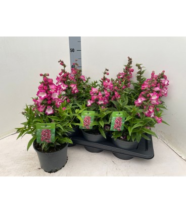 Pentas rose Ø17 