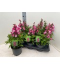 Penstemon rose Ø17 