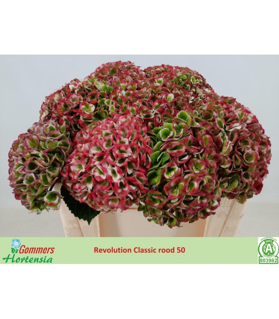 Hortensia Mag Revelation cla 60 cm