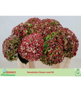 Hortensia Mag Revelation cla 50 cm