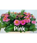 Zinnia elegans 60 cm