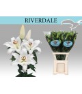 Lys Or Riverdale 100 cm