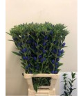 Gentiane Juste Blue 60 cm