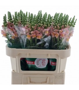 Muflier Toulon apricot 75 cm
