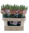 Muflier Toulon apricot 75 cm