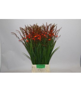 Crocosmia Red King 75 cm
