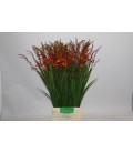 Crocosmia Red King 75 cm