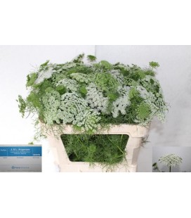 Dille Casablanca 60 cm