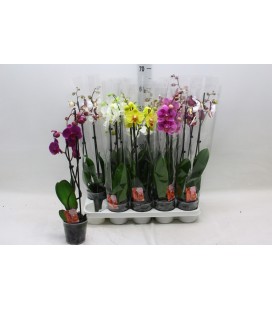 Phalaenopsis Ø12 h 65 2b mix