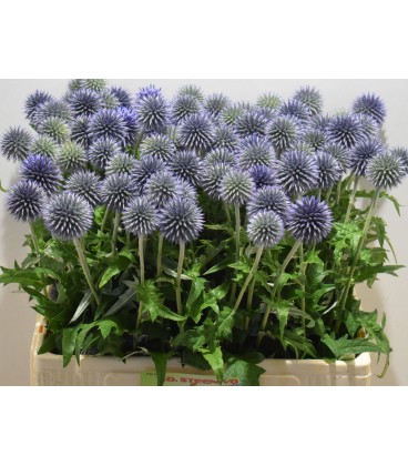 Chardon blue globe 70 cm