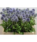 Chardon blue globe 70 cm