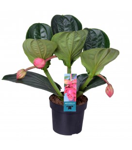 Medinella Flamingo pot de 17 