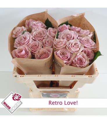 Rose Retro Love 50 cm