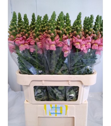 Muflier OP Pink 70Cm