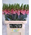 Muflier OP Pink 70Cm
