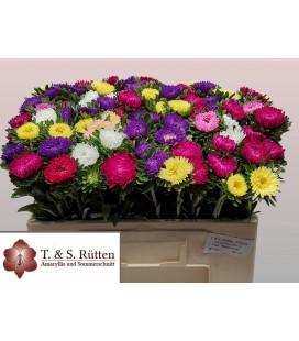 Reine margeritte 50 cm la botte
