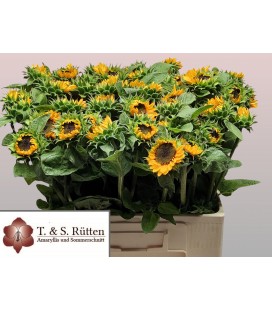 Tournesol Sonja 50 cm