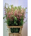 Pied D'Alouette Rose Claire 90 Cm