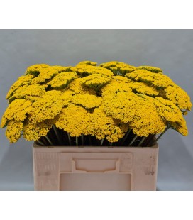 Achilée Park variety 60 cm