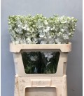 Delphinium Centurion White 80 cm