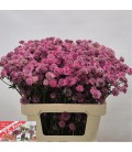 Astransia purple sensation 60 cm