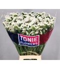 Statice White Star Wings 70 cm