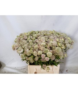 Astransia Shaggy 60 cm