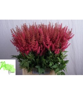 Astilbe Else 50 cm