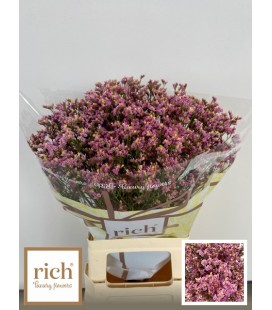 Limonium Anouka diamon  70 cm